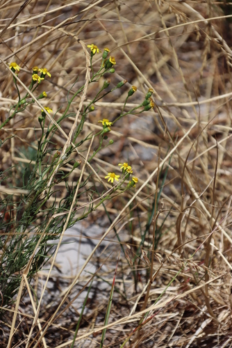 Image of Senecio burchellii by (c) Tony Rebelo, some rights reserved (CC BY-SA)