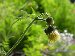 Cirsium erisithales