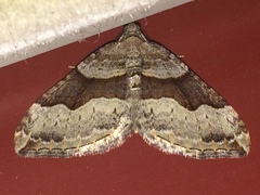 Xanthorhoe defensaria