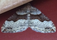 Xanthorhoe defensaria