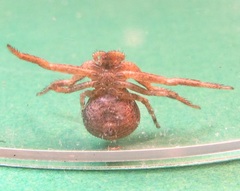 Xysticus ferox
