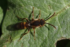 Nomada ruficornis