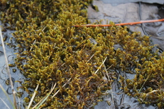 Scorpidium scorpioides