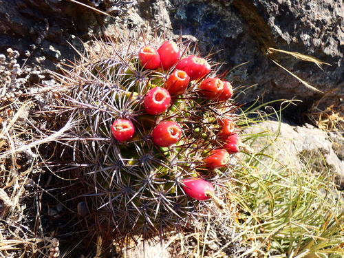Eriosyce castanea