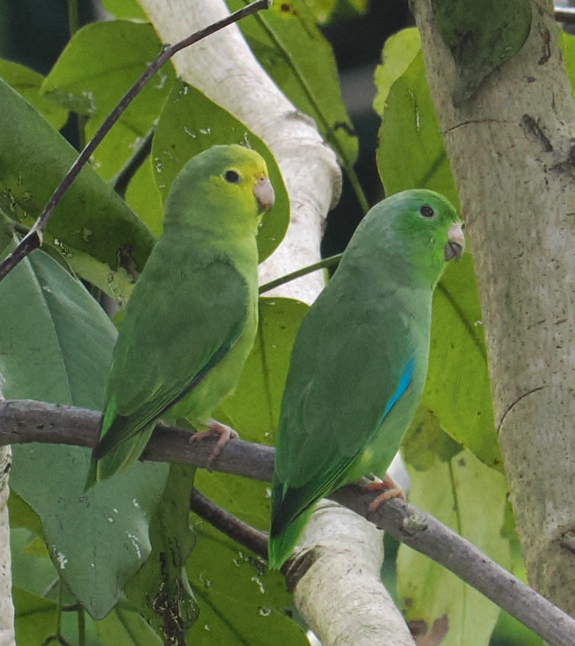 Turquoise-winged Parrotlet illustration