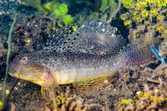 Silver Spotted Goby photo 1
