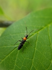 Pseudoxenetus regalis