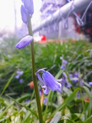 Hyacinthoides hispanica