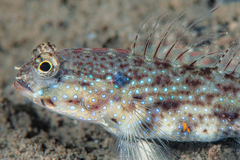 Gladiator Goby photo 3