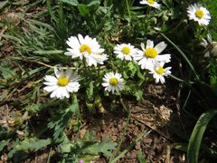 Anthemis secundiramea
