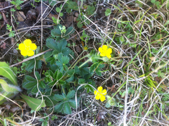 Potentilla canadensis
