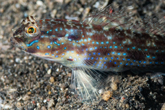 Gladiator Goby photo 2