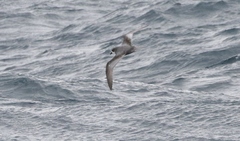 Pterodroma inexpectata