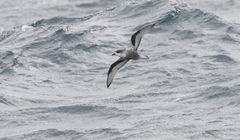 Pterodroma inexpectata