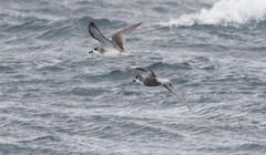 Pterodroma inexpectata