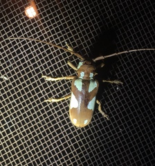 Prosopocera lactator