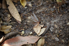 Nastonotus foreli