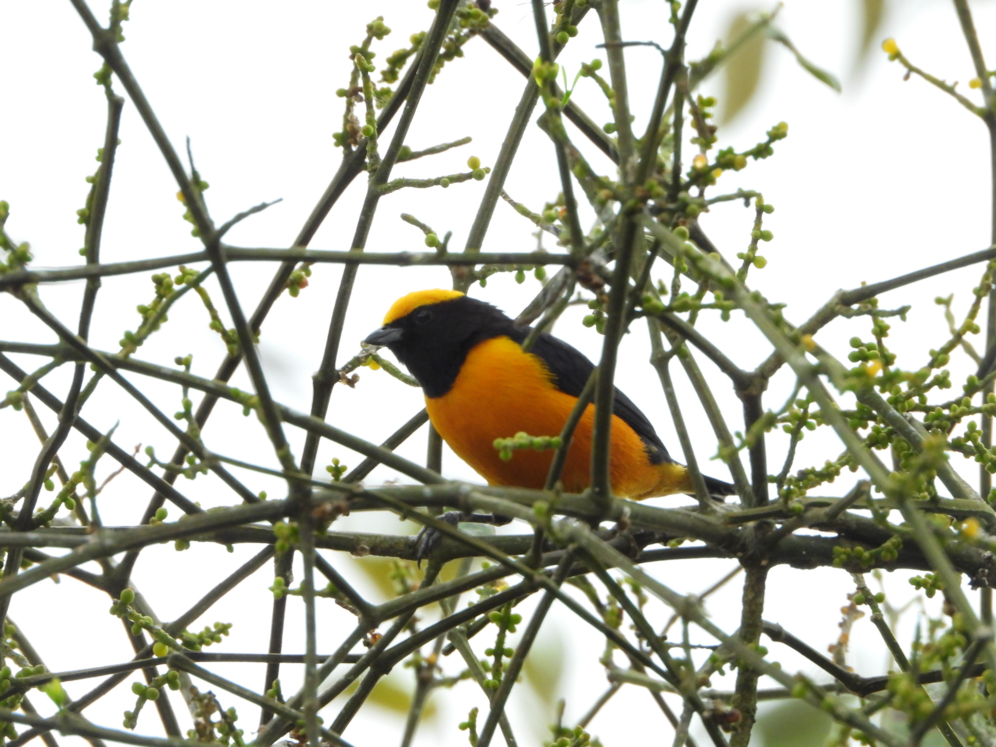 Euphonia saturata image