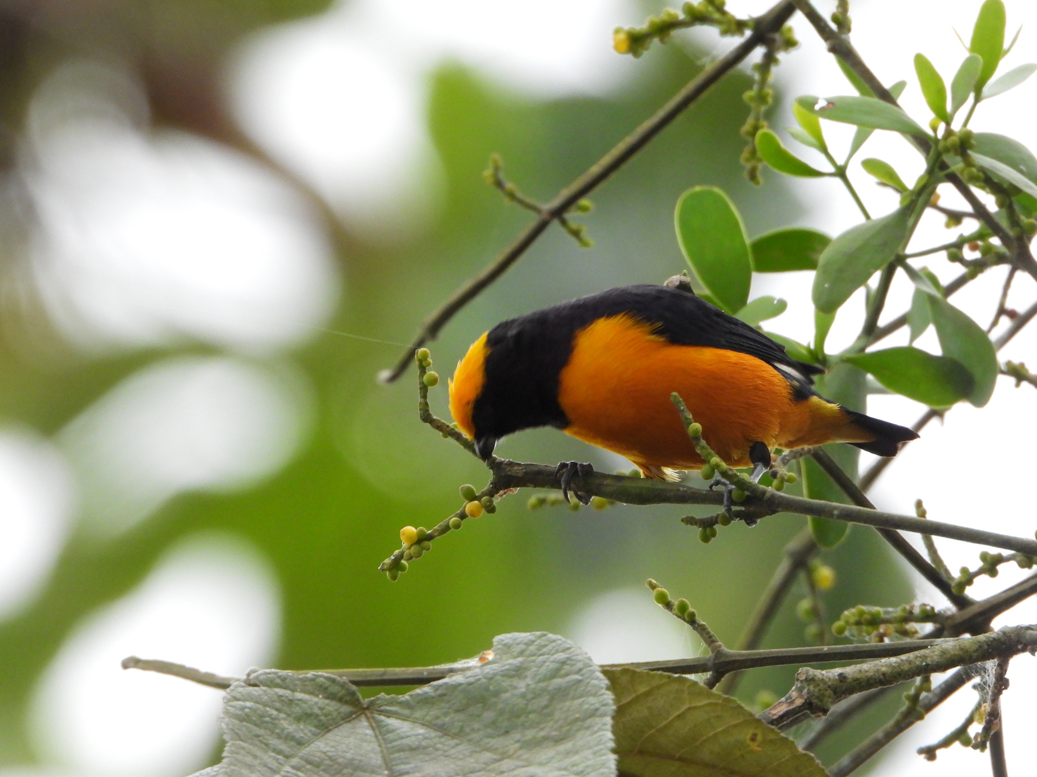 Euphonia saturata image