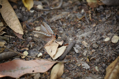 Nastonotus foreli