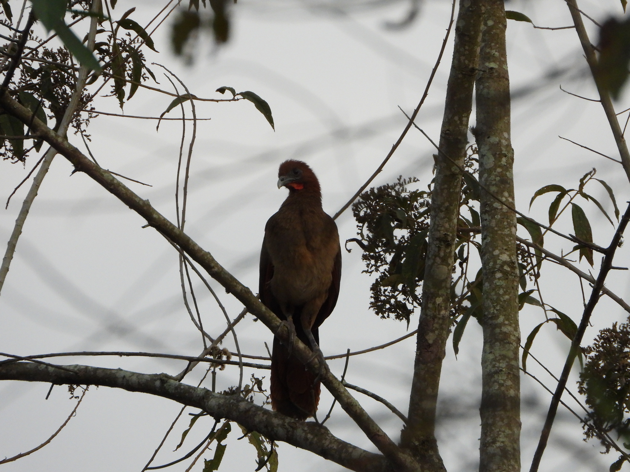 Ortalis erythroptera image