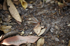 Nastonotus foreli