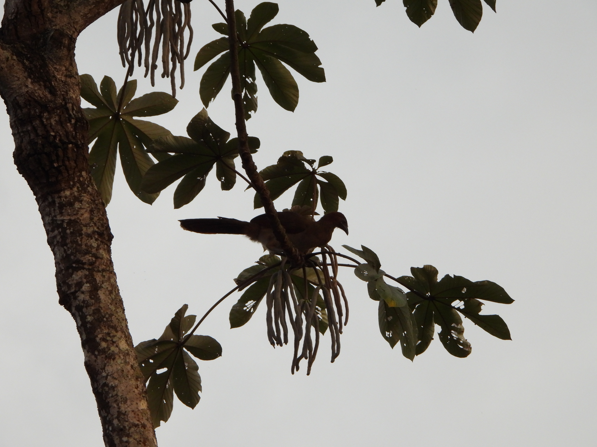 Cracidae image