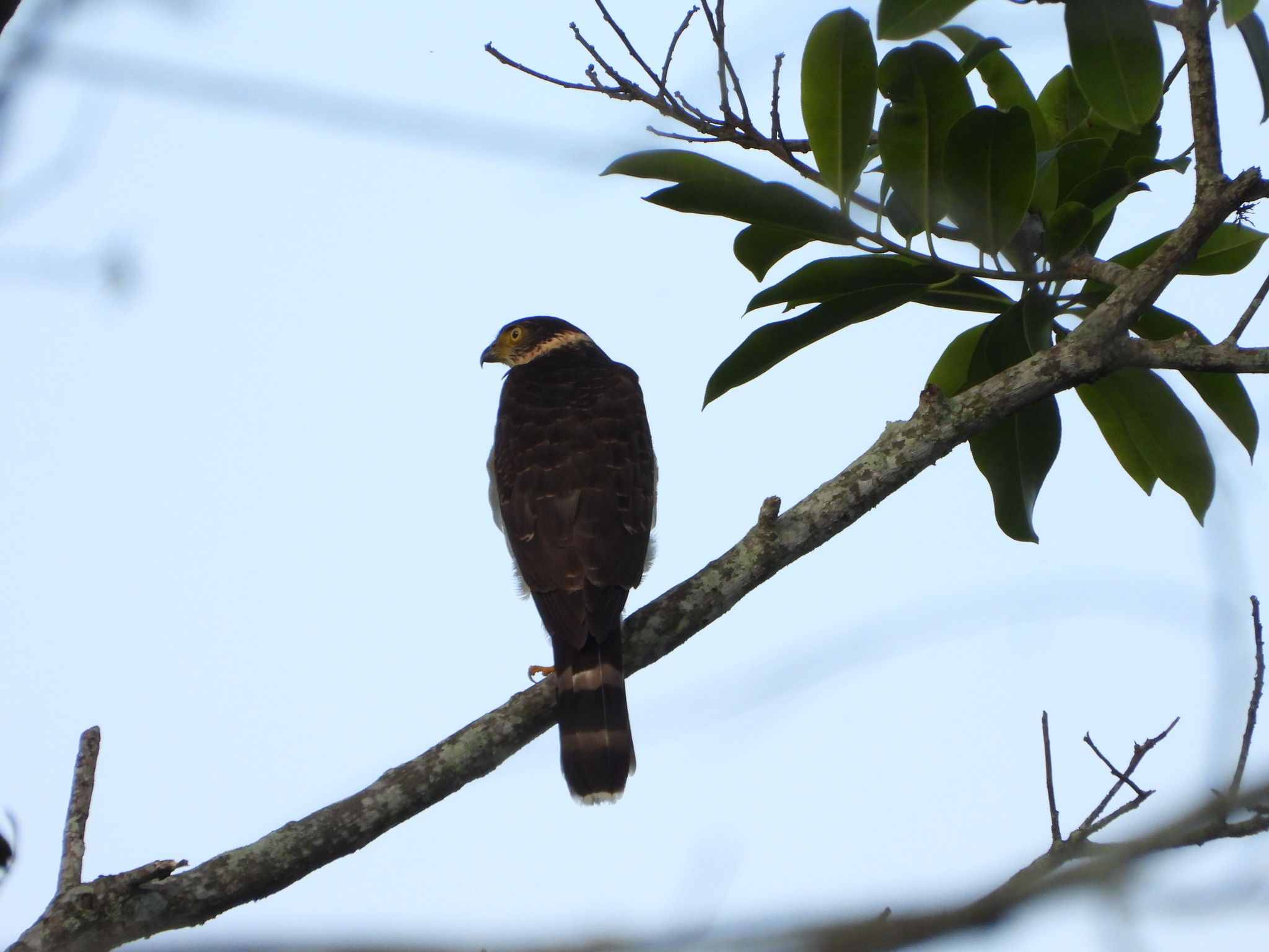 Accipiter bicolor image