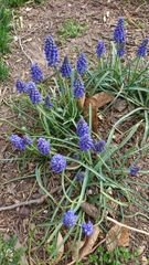 Muscari neglectum