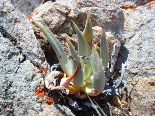 Dudleya albiflora