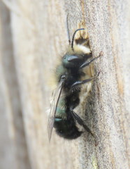 Osmia lignaria propinqua