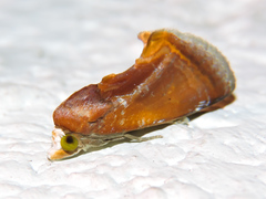 Gonodonta