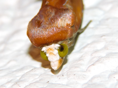 Gonodonta
