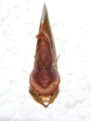Gonodonta