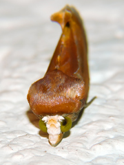 Gonodonta