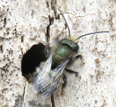 Osmia lignaria propinqua