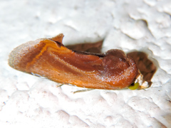 Gonodonta