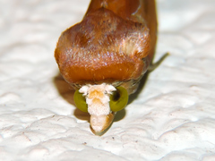 Gonodonta