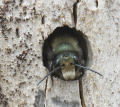 Osmia lignaria propinqua