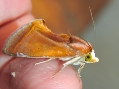 Gonodonta