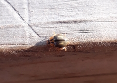 Harmonia antipoda