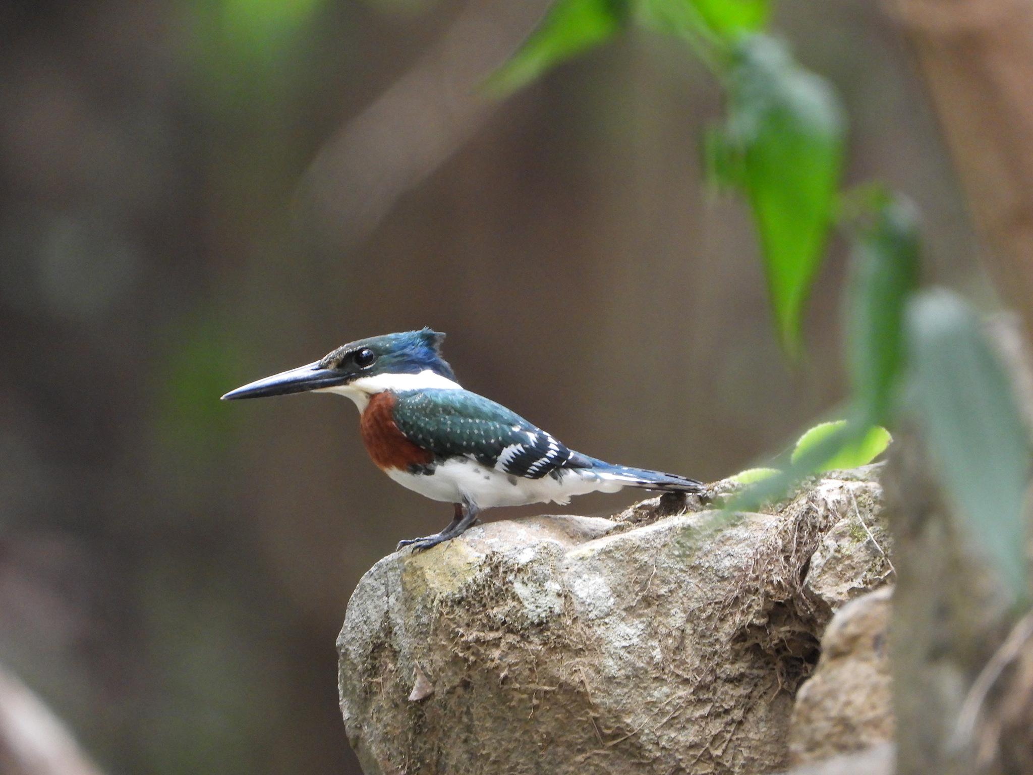 Chloroceryle americana image