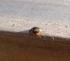 Harmonia antipoda