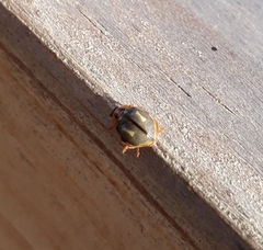 Harmonia antipoda