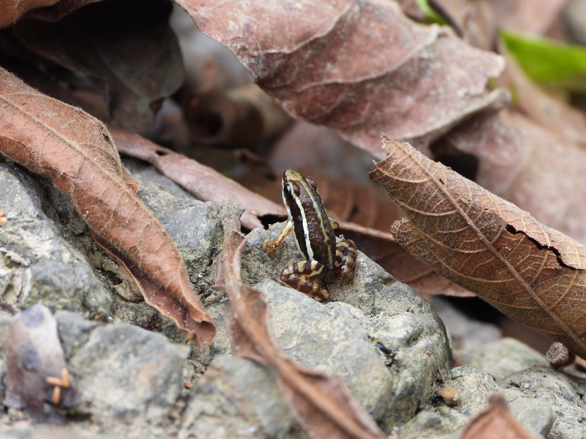 Dendrobatidae image