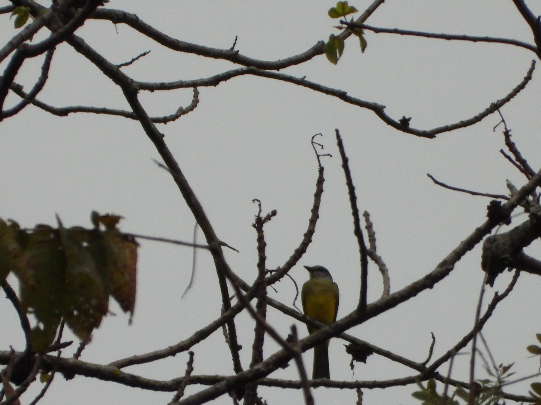 Tyrannus melancholicus image