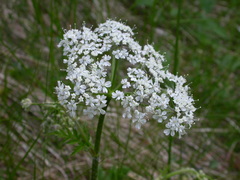 Chaerophyllum hirsutum