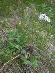 Chaerophyllum hirsutum