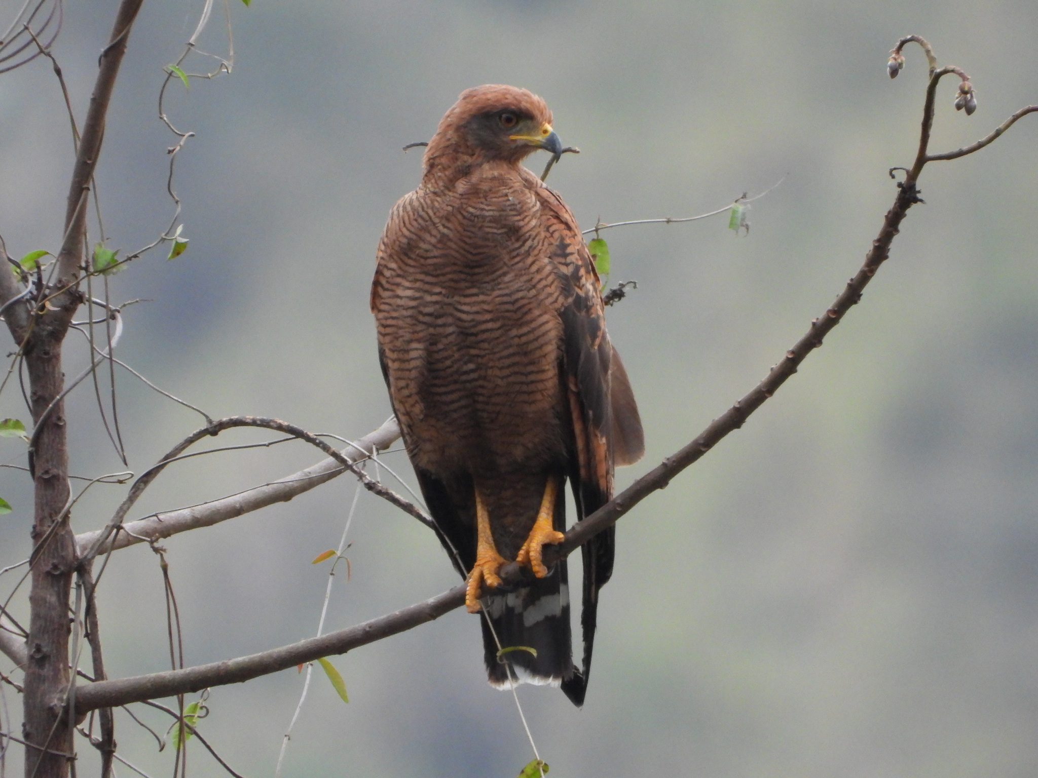 Buteogallus meridionalis image