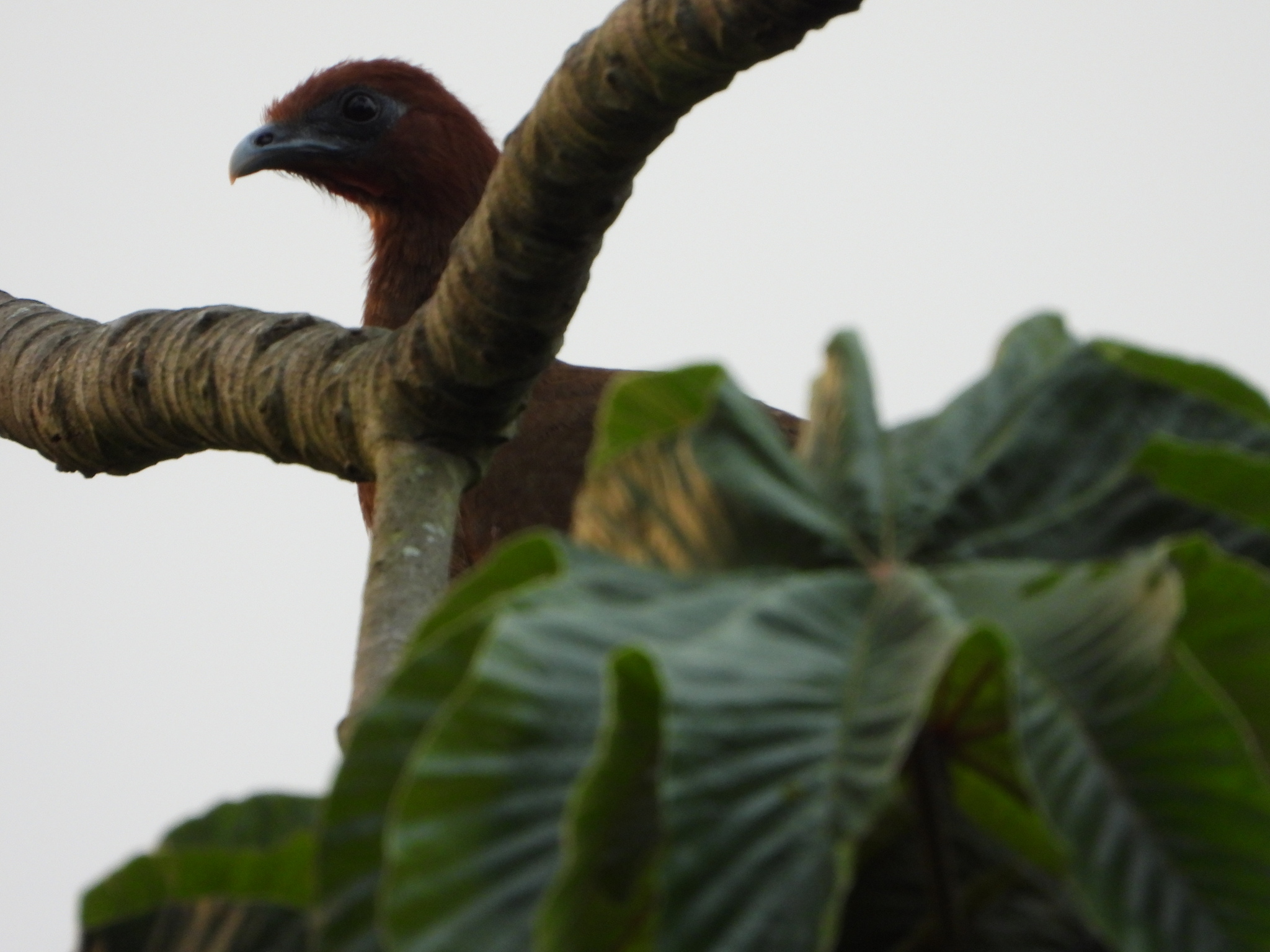 Cracidae image